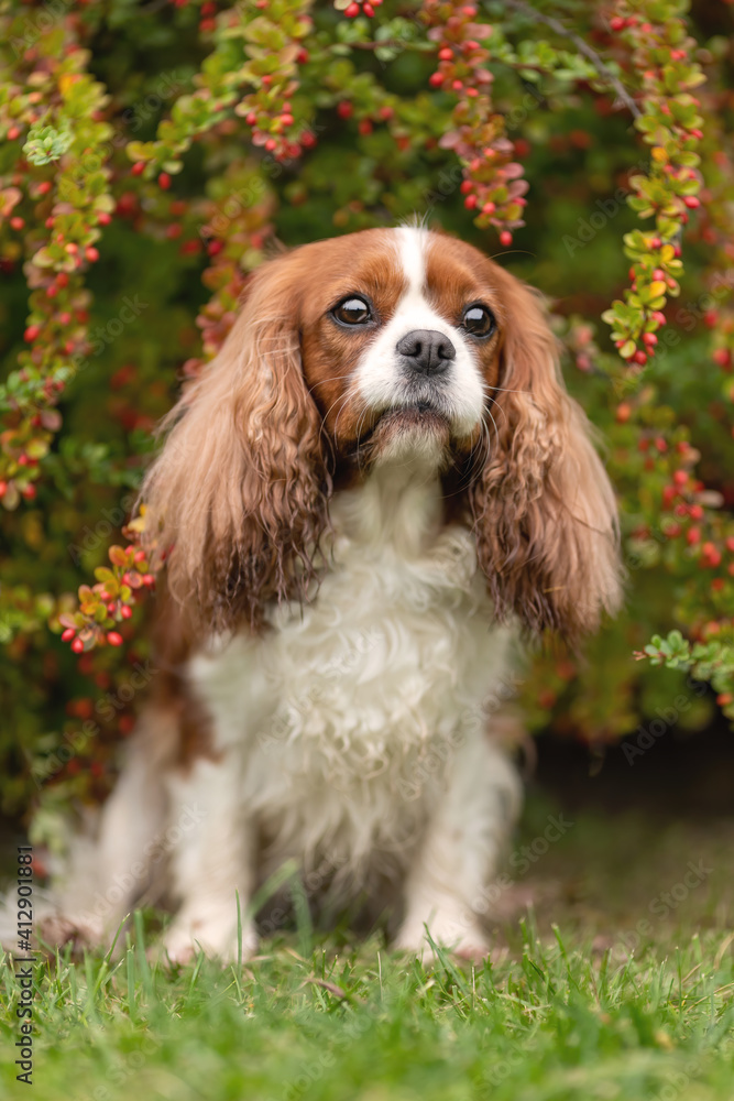 Cute cavalier king charles dog sitting smiling among autumnal leaves