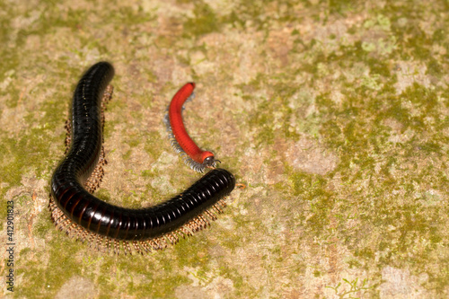 Black and red millipede meeting face-to-face on a tree trunk
