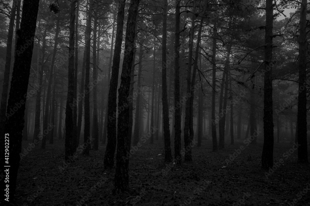 Obraz premium Bosque tenebroso, para halloween fotos