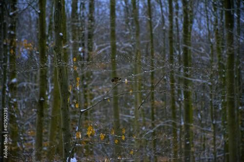 Forêt de Soigne en Hiver à Bruxelles