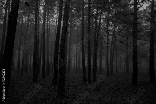 Bosque tenebroso  para halloween fotos