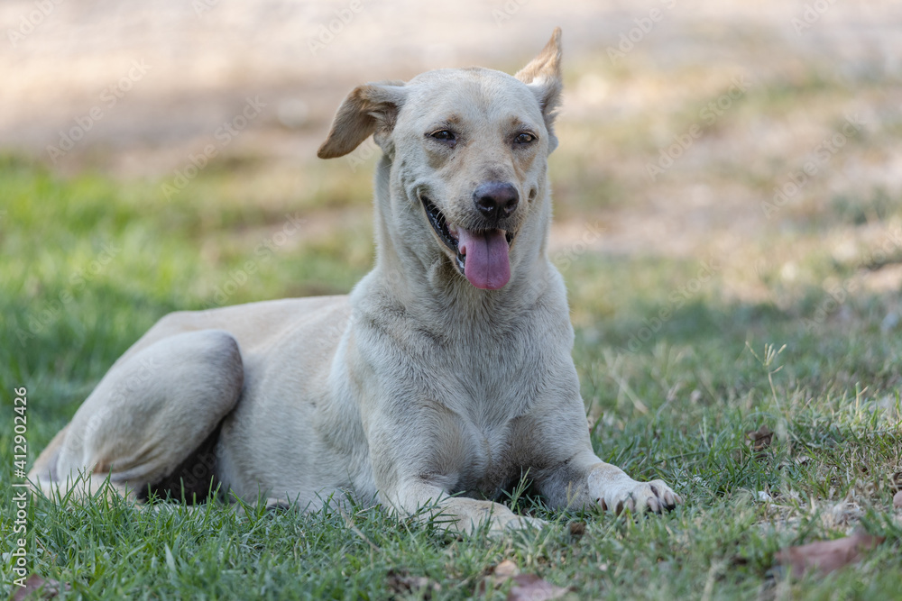 White Dog Laying On The Grass, Thailand.
White Dog Laying On The Grass, Thailand.