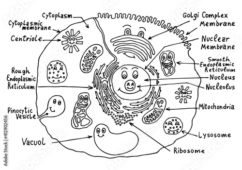 The structure of a human, animal cell in a doodle style for teaching children, the elements of the cell are drawn with eyes and smiles. Hand drawn. Coloring for children.