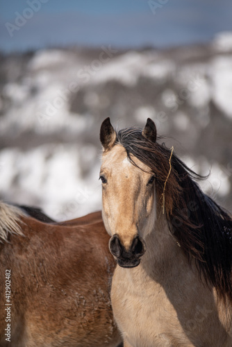 Close up on a buckskin horse outside in winter