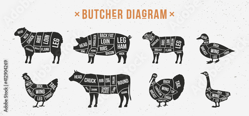 Butcher diagram, scheme set. Mutton, Lamb, Pork, Duck, Chicken, Turkey, Goose meat cuts. Cuts of meat set for butchery, meat shop, restaurant, grocery store. Vector illustration photo