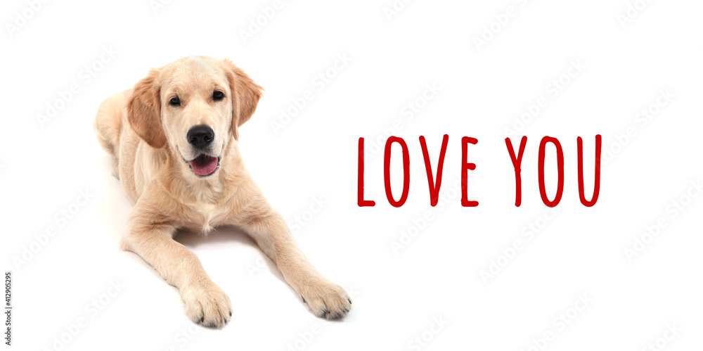 Plakat Cute Retriever puppy lies on a white isolated background and looks at camera. text love you. High quality photo