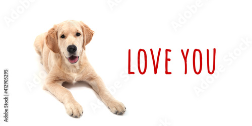 Cute Retriever puppy lies on a white isolated background and looks at camera. text love you. High quality photo