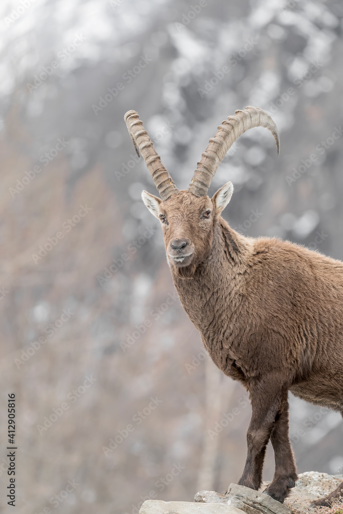 Wonderful portrait of Alpine ibex male (Capra ibex)
