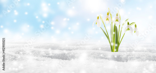 Schneeglöckchen im Schnee vor blauem Himmel