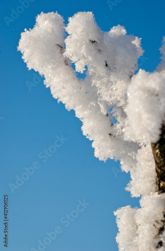 Snowy branches against a bright blue sky