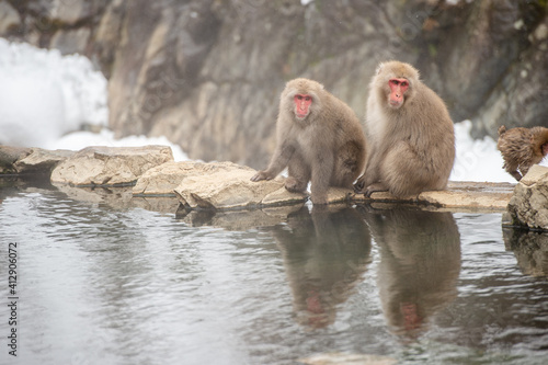Snow monkey in Japan
