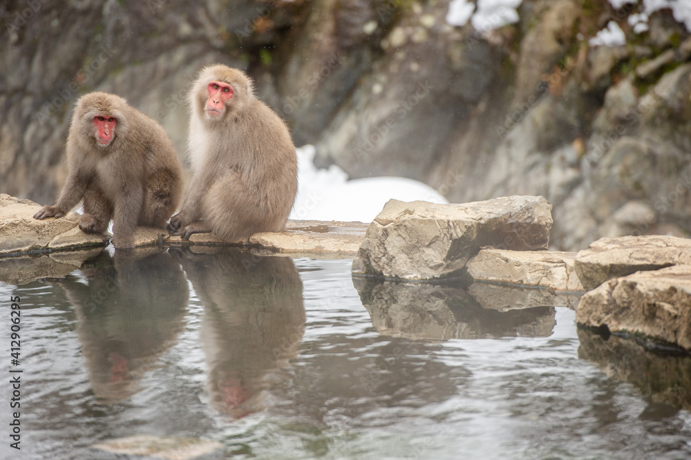 Fototapeta premium baboon sitting on a rock