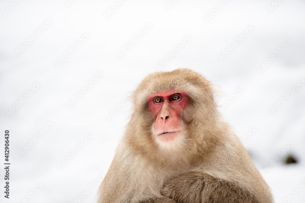 Naklejka premium close up of a Japan macaque