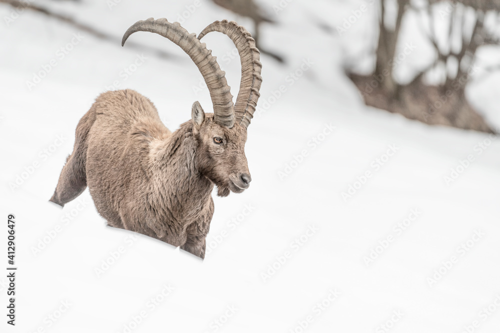 Isolated Ibex male in winter season (Capra ibex)