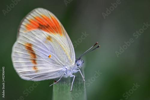 Smoky Orange Tip butterfly - Colotis euippe, beautiful colored butterfly from African meadows and gardens, Zanzibar, Tanzania.