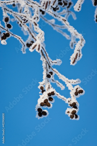 Hoarfrost on branches against bright blue sky in the winter