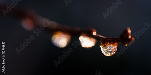 Frozen water droplets on a branch