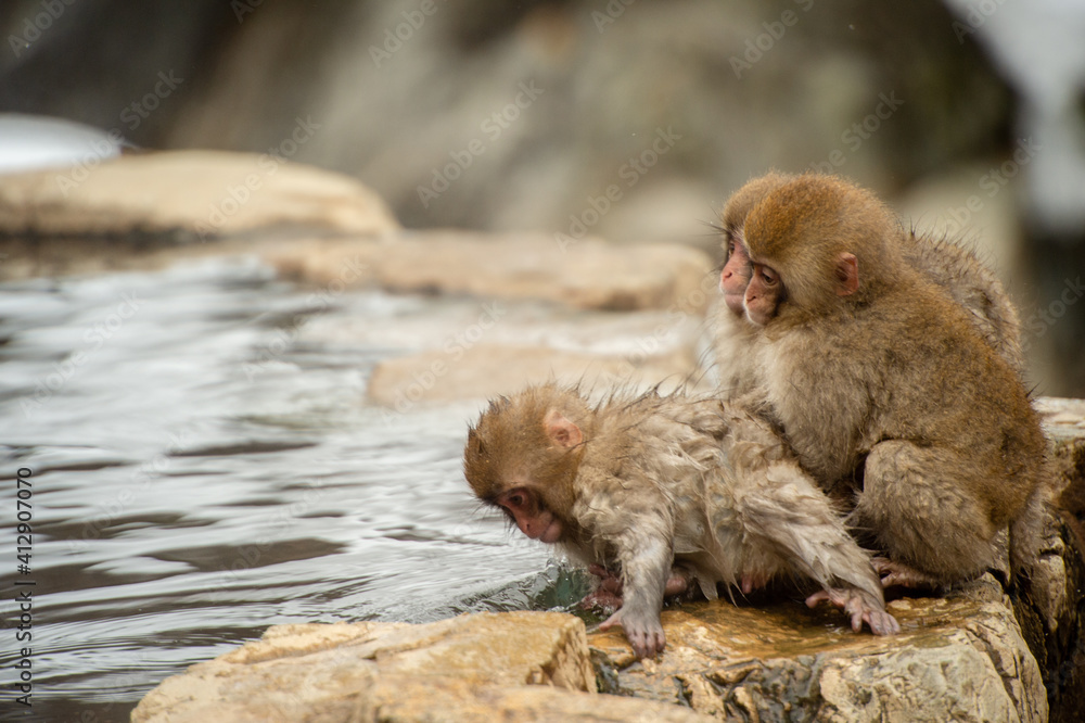 japanese macaque with baby
