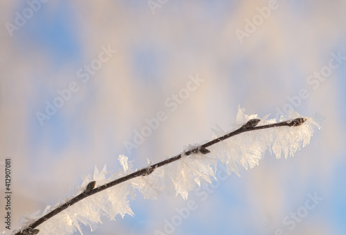 Hoarfrost on a thin branch of a tree