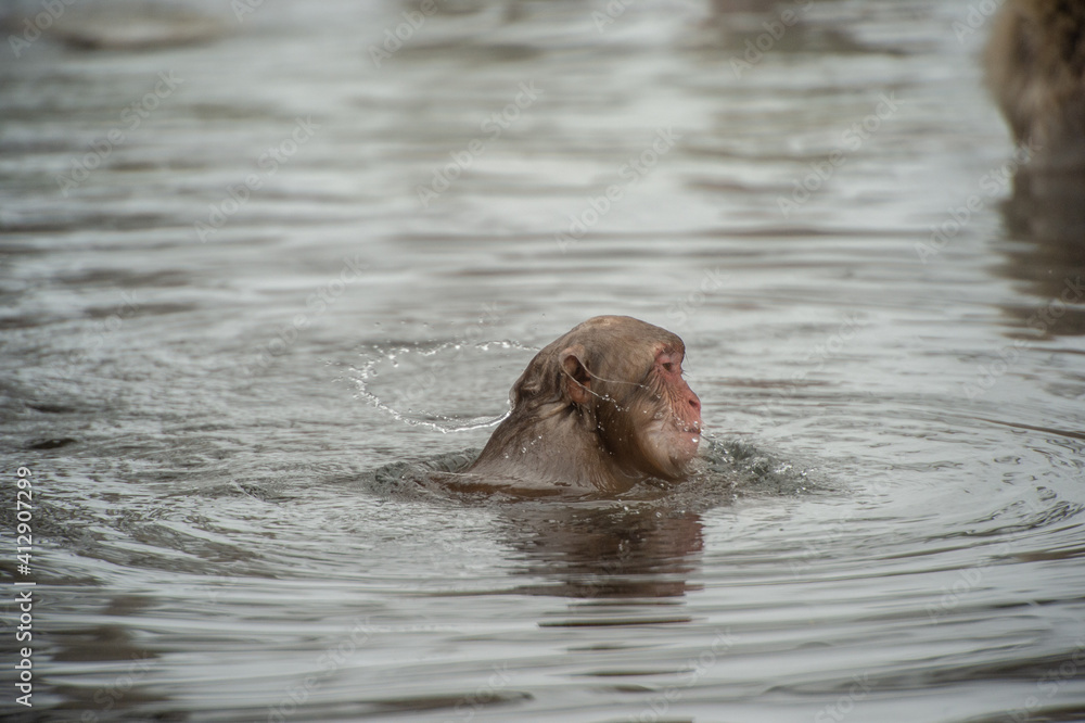 Fototapeta premium Japanese snow monkey