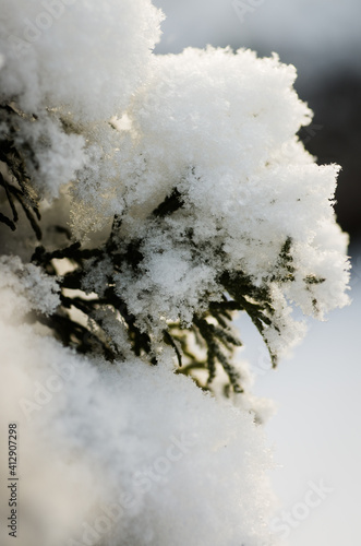 Snow-capped thuja tree in the winter