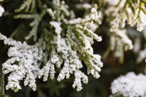 Hoarfrost on thuja tree branches in the winter
