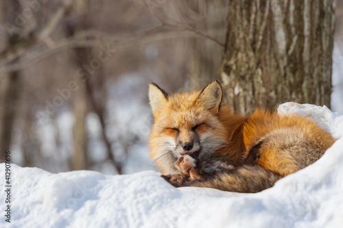 red fox in the snow © Nature_Japan_NM