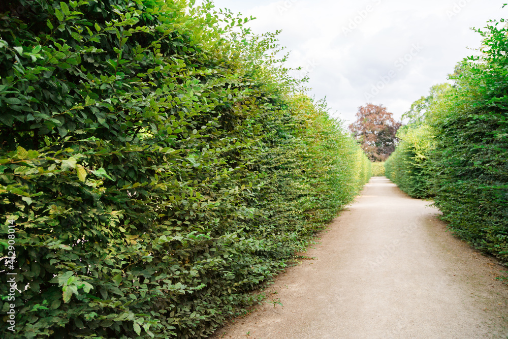 Path in the park of tall bushes of trimmed green bushes in summer
