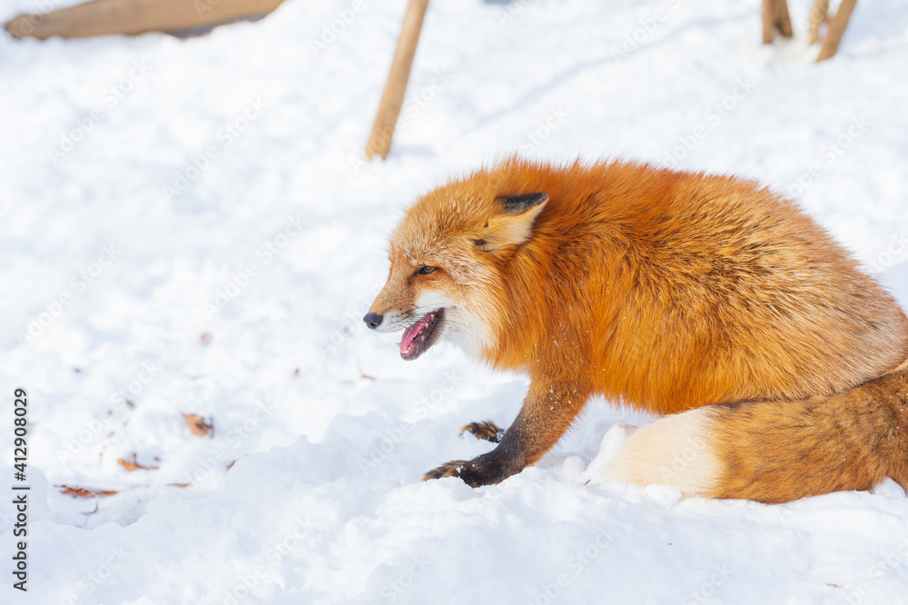 smiling red fox in the snow