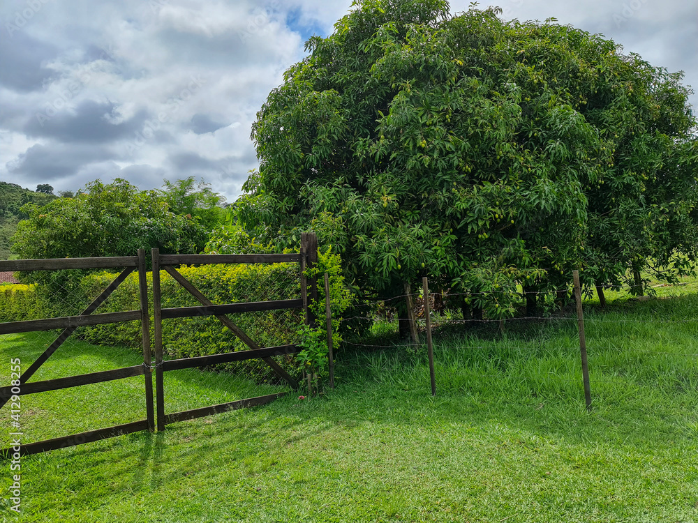 tree in the field tree in the field