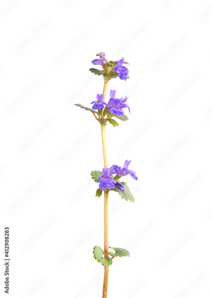 Fototapeta premium Blüte von Gundermann freigestellt auf weiß