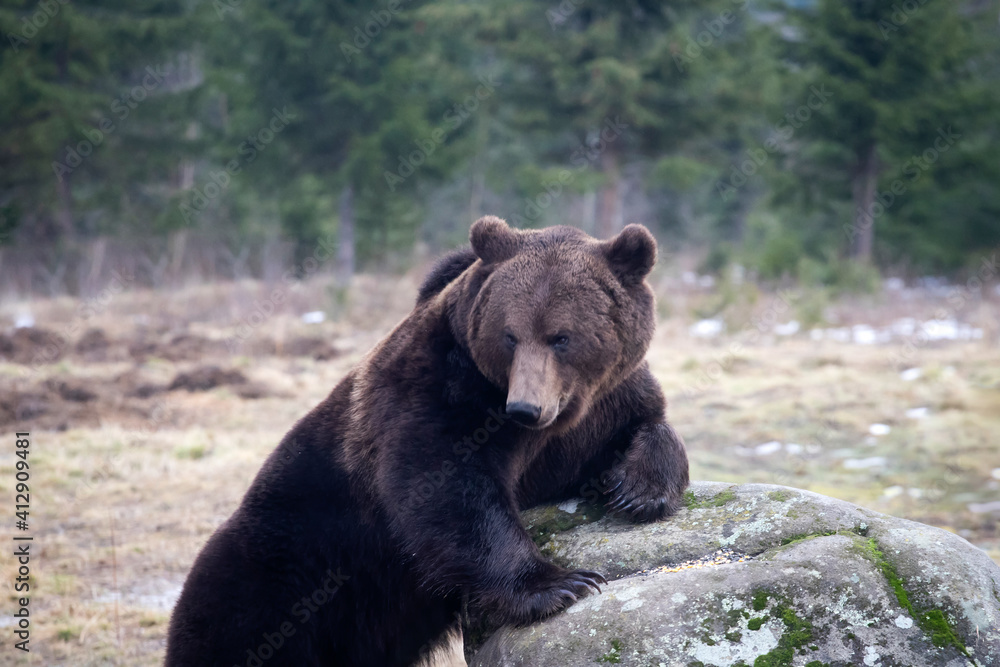 Brown bear in winter forest