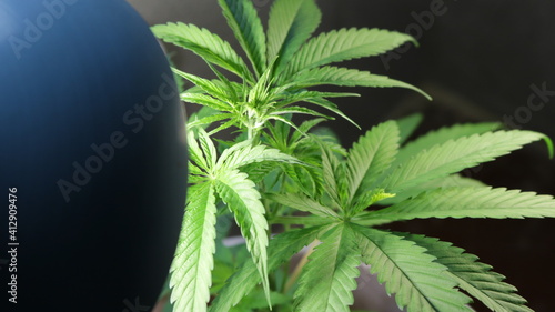 marijuana bush growing indoors under the artificial light of an energy-saving lamp  growing cannabis in a domestic environment for personal use  cannabis plant in the middle stage of growth