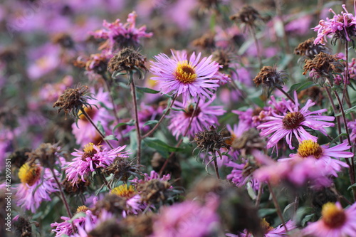 Flowers in the garden