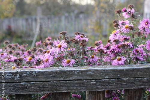 Flowers in the garden