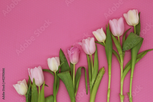 Fototapeta Naklejka Na Ścianę i Meble -  diagonal row of pink and white tulips on the pink background