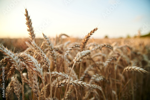 Sunset over natural field landscape in summer with light blue sky. Beautiful wheat stalks, growing in countryside. Agricultural rural background. Ecological food production.