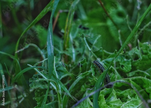 dew on a grass