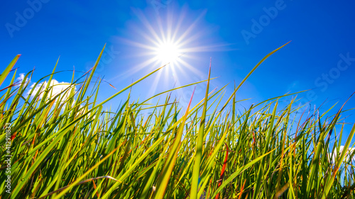 The Landscape of A Grassy Filed with The Bright Sun in Summer, Nobody, Nature Image 