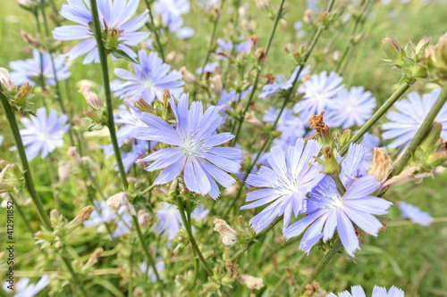 Close up of blue chicory flower in field, selective focus. Summer background