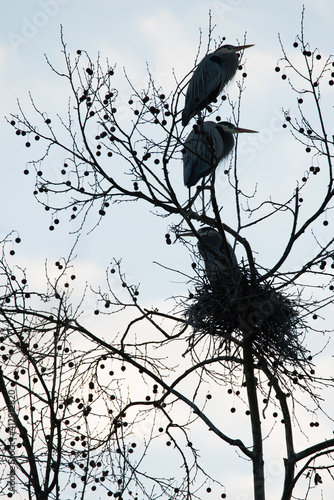 Great Blue Heron perched near a large nest in the top of a sycamore tree.  Three in a vertical perch  two above one on the nest.  Blue sky with a few clouds in the background.