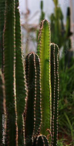 Selected focus on young light green cactus