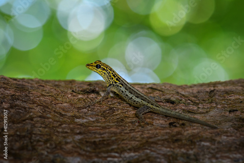 Fotografia Dwarf yellow-headed gecko - Lygodactylus luteopicturatus, beautiful colored lizard from East African woodlands and forests, Zanzibar, Tanzania