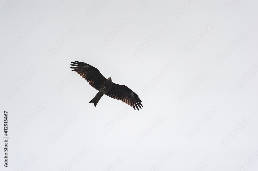 Obraz premium Flying bird