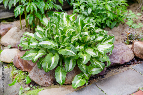Hosta variegated close-up. Ornamental-leaved plant with green leaves with a white border. The concept of decoration and landscape design for a garden, park.
