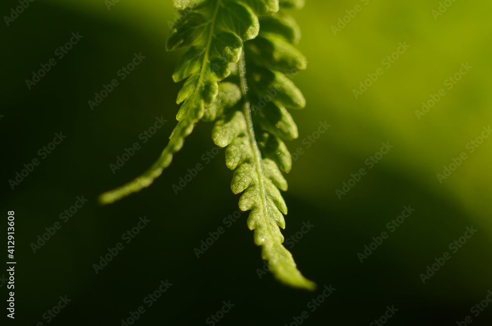 Fototapeta premium Macro closeup green fern leaf plant background.