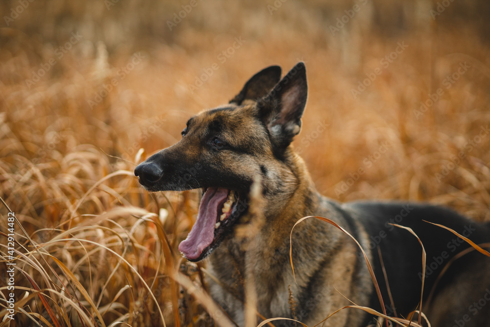 a male german shepherd is looking straight into the camera. the german shepherd's coat color is black and tan he is a working line gsd. the dog has big ears and looks very goofy and fun. also handsome