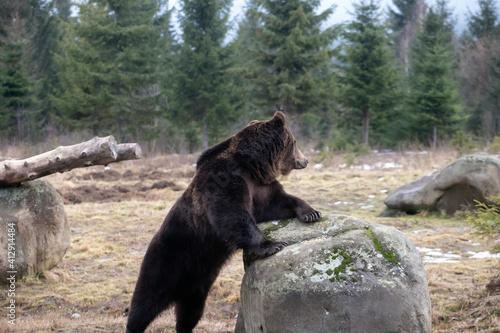 Brown bear in winter forest