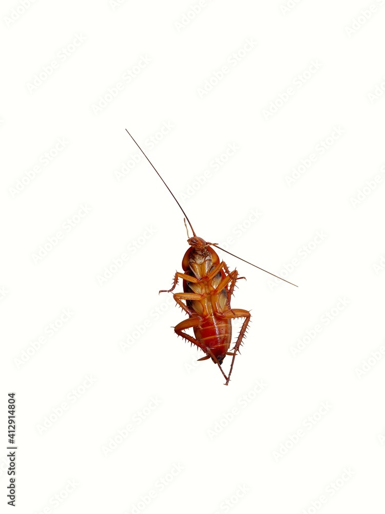 Top view a dead cockroach on white background Top view a dead cockroach on white background