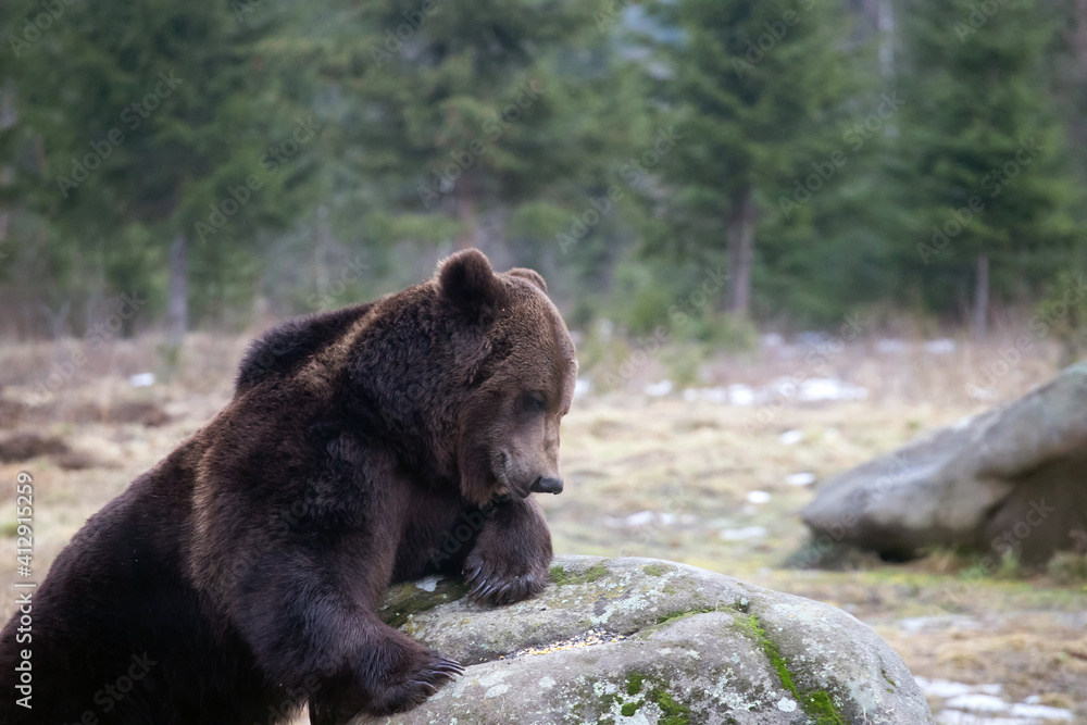 Fototapeta premium Brown bear in winter forest